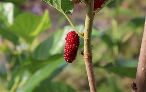 Mulberry Nutrition Facts Health Benefits Side Effects