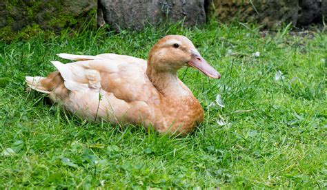 Buff Duck Breed Profile Farmhouse Guide