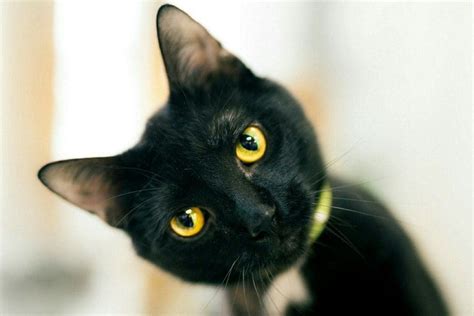 Black Cat With Yellow Eyes Do They Exist