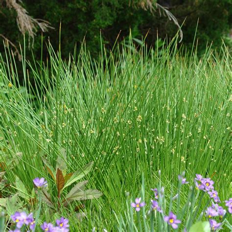 Juncus Effusus Soft Rush From Dietrich Gardens