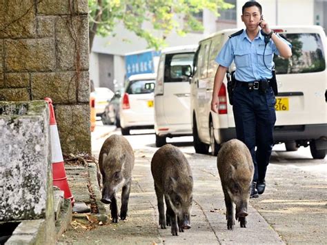 去年首10個月5宗野豬傷人個案 漁護署僅為54野豬避孕 星島日報 Line Today