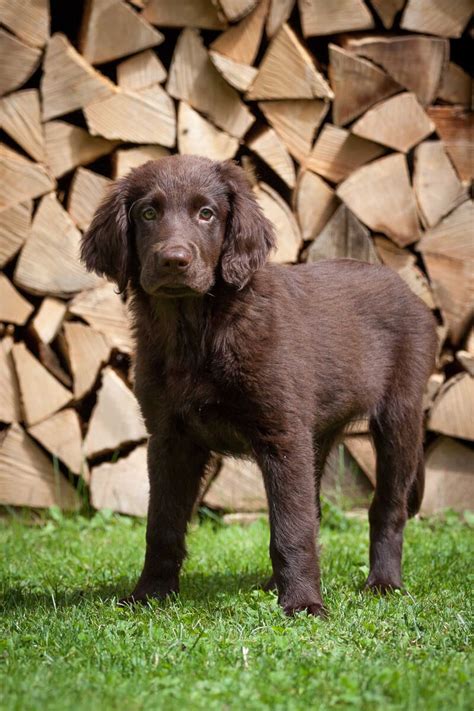 Flat-Coated Retriever Dog Breed » Everything About Flat-coated Retrievers