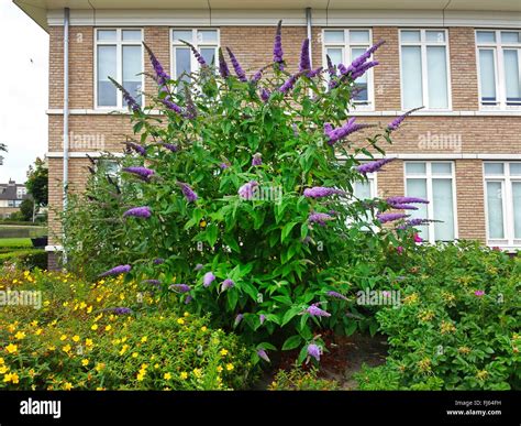 Arbusto De Mariposas Violeta Butterfly Bush Verano Mariposa De Color