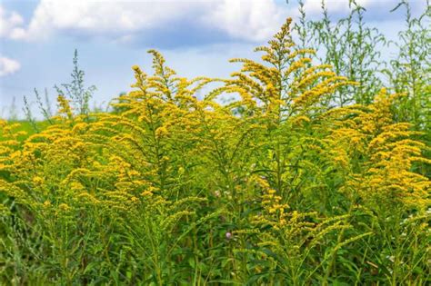 Starke Pollen Belastung durch Beifuß Ragweed Blüte beginnt