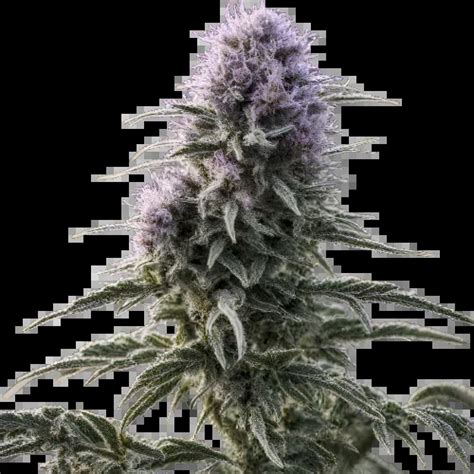 Matanuska Tundra Cannabis Seeds Royal King Seeds Feminized