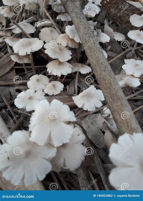 Edible Mushroom Cultivation is a Profitable Cottage Industry Stock ...