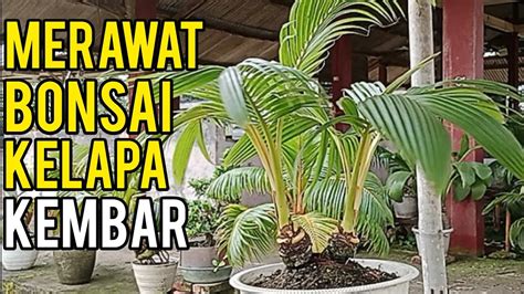 Merawat Bonsai Kelapa Kembar Menyayat Dan Pruning Bonsaikelapa