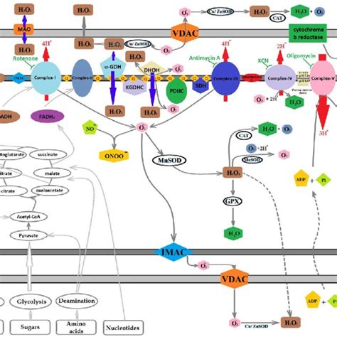 Ros Production In Mitochondria Mitochondria Is The Primary Source For