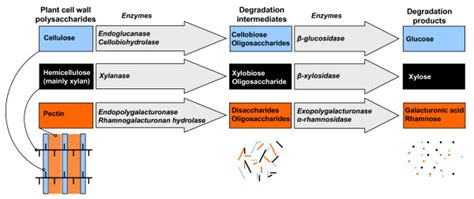 Plant Cell Wall Degradation Schematic Overview Of The Structure Of A