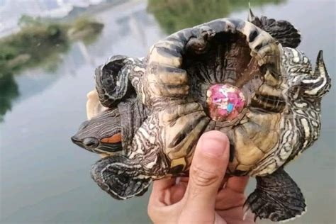 Tierschützer schlagen Alarm Grausamer Internet Trend quält