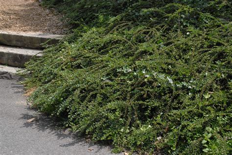 Cotoneaster horizontalis (Rockspray, Rockspray Cotoneaster) | North Carolina Extension Gardener ...