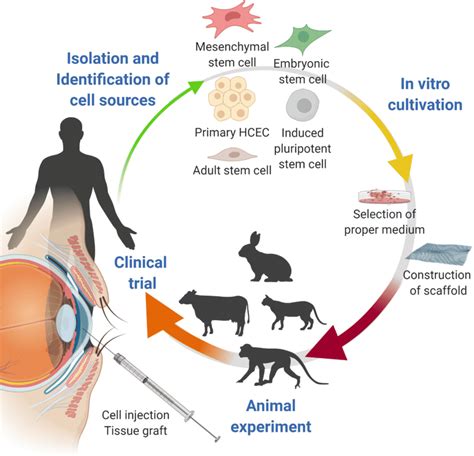 Process Of Corneal Endothelial Bioengineering After The Cell Source Is Download Scientific