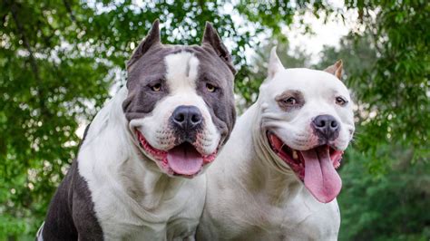 Ordenan Secuestrar Los Perros Pitbull Que Atacaron A La Beb Y No Hay