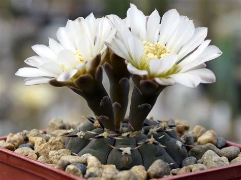 Cactusgarden Продажа кактусов Gymnocalycium Triacanthum P 124 размер 25mm