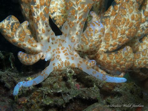 Lembeh Pb A Nudibranch Phyllodesmium Longicirrum Flickr