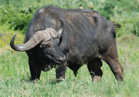 The Buffalo or Bison | Animals Lover