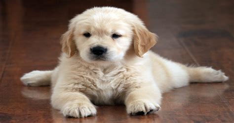 Golden Retriever Chiot Guide Complet pour un Élevage Réussi Woochiens