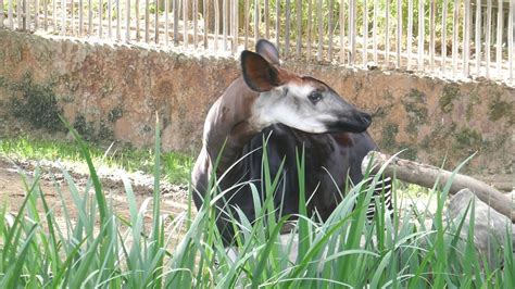 Okapi La Zoo Los Angeles California Usa November 5 2020 Animals Sun