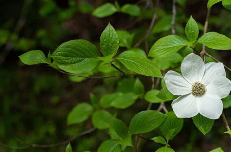 20 Different Types of Dogwood Trees