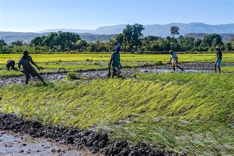 Haitis Rice Farmers With Government Help Hope They Can Feed Their Nation