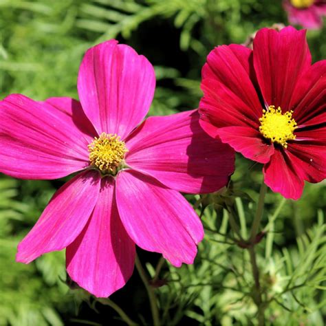 Graines De Cosmos Des Jardins Semences De Cosmos Bipinnatus Sensation