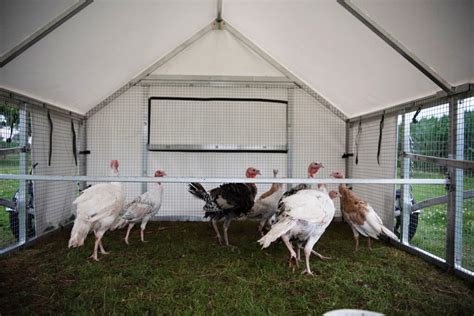 Mobile Turkey Coop Convenient Home For Your Flock