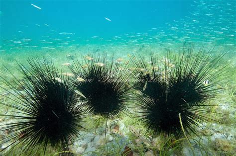 Bulu Babi Dan Landak Laut Persepsi Yang Keliru Selama Ini Marine