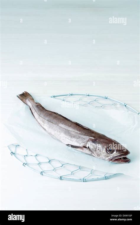 Blue whiting fish hi-res stock photography and images - Alamy