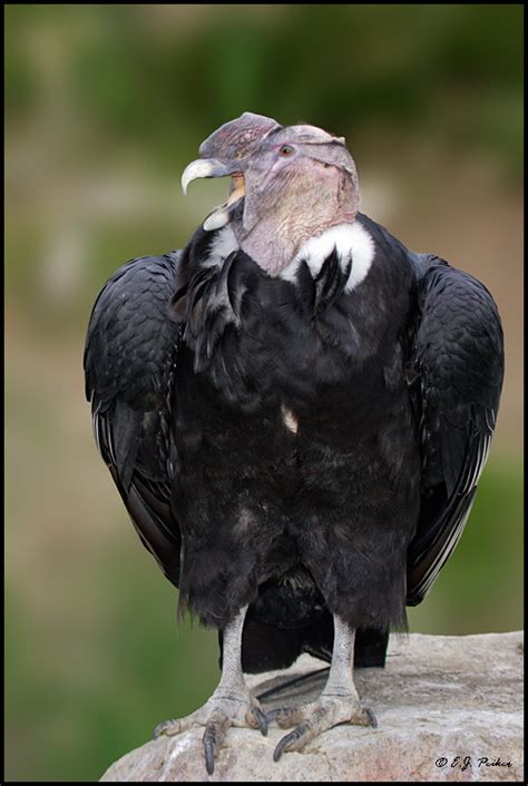 Andean Condor Page