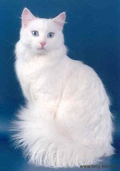 Las mejores 23 ideas de Gatos Angora | gatos, imagenes de gatos, gatos angora