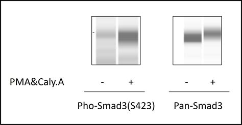 Human Phospho Smad3 S423425 Elisa Kit Raybiotech