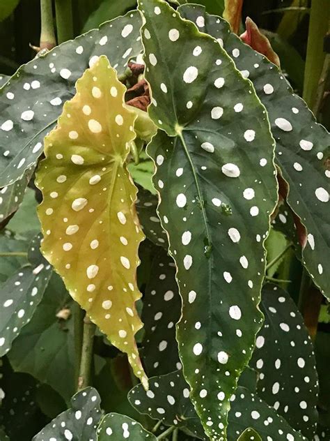 PlantFiles Pictures Begonia Species Polka Dot Begonia Begonia