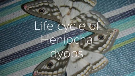 Life Cycle Of The African Saturniid Moth Heniocha Dyops Youtube