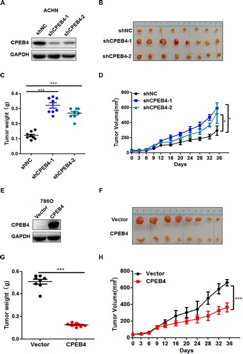 Frontiers CPEB4 Inhibit Cell Proliferation Via Upregulating P21 MRNA