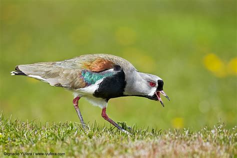 Photographing Pumas In Torres Del Paine - ORYX Photo Tours