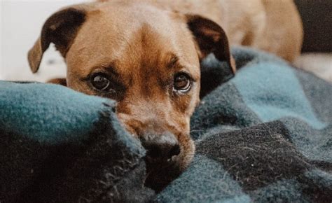 Cachorro Com Medo De Fogos Saiba Como Protegê Lo Jornal Fatos E Notícias