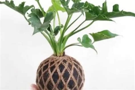 Membuat Kokedama Dari Philodendron Cantik Sebagai Tanaman Hias Di