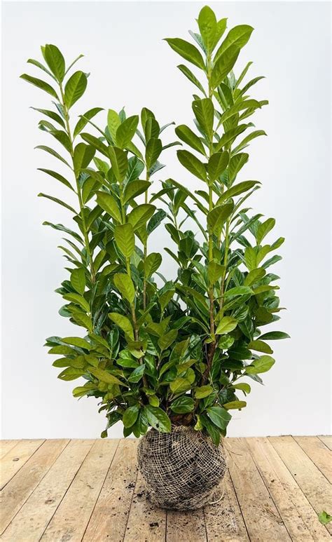 Kirschlorbeer Prunus lauroc Novita immergrüne Hecke 80 100 cm