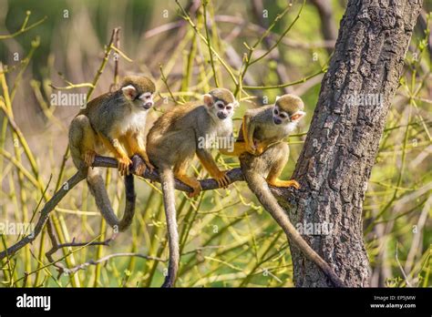 Tres monos ardilla Saimiri sciureus jugando en la rama de un árbol