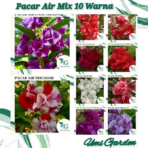 Jual Biji Benih Bunga Pacar Air Tumpuk Mix Warna Impatiens Rose