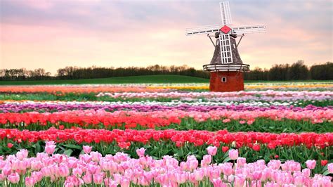 Holland Tulips Flower Fields Wallpapers Of Beautiful Scenery Desktop