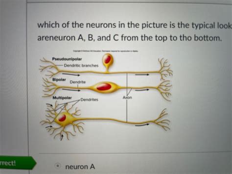 Physiology Exam 1 Study Guide Flashcards Quizlet