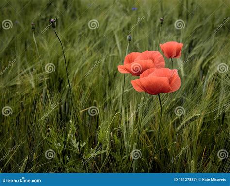 Three Poppies Grow in the Grass in the Field Stock Photo - Image of grass, flower: 151278874