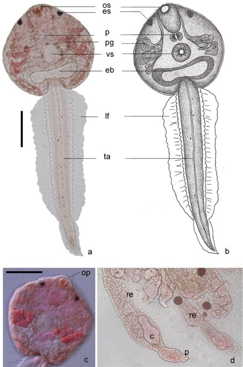 ﻿cercarial Dermatitis Outbreak Caused By Ruminant Parasite With