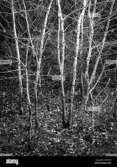 Blac Kand White Trees In A Forest Stock Photo Alamy