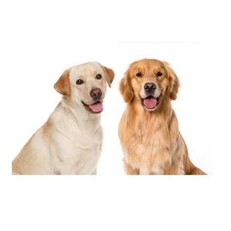 Most Friendly Dog Breeds With Pictures Top 12 Gentle