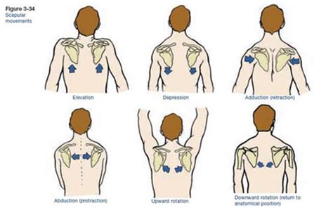 Scapular MMT Flashcards Quizlet