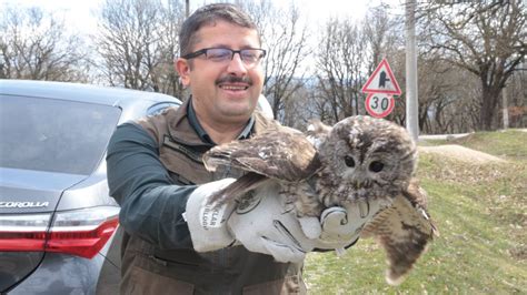 Bolu da yaralı bulunan baykuş tedavi sonrası doğaya salındı