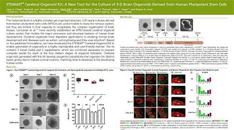 Brain Organoids Or Cerebral Organoids Derived From HPSCs