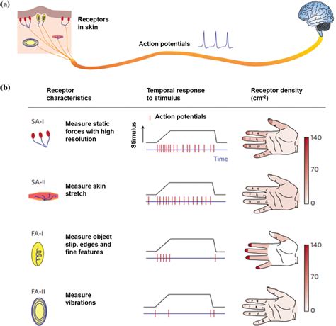 Skin Receptors And Transduction Process A Biological Skin Transduction